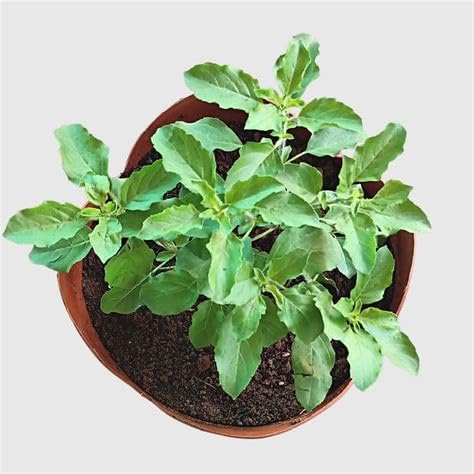 Ram Tulsi Plant in Pot for Home, Green Leaves